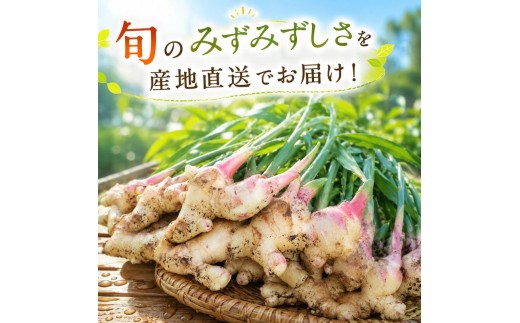 新生姜 2.5kg しょうが 新しょうが 生姜 ショウガ 国産 野菜 やさい 旬 生姜焼き しょうがやき ジンジャー ジンジャーエール 甘酢 ガリ 薬味 冷奴 料理 そうめん うどん スープ しょうが