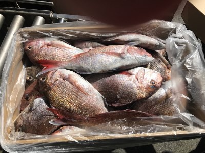 天然 国産 真鯛 の 鯛めしの素（2合用） (a10-896)