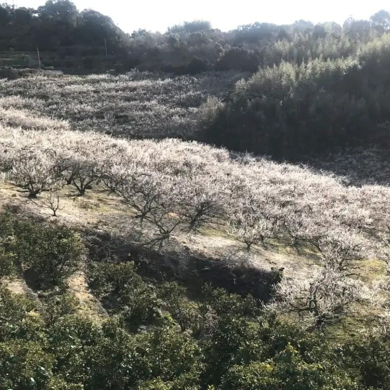 低塩しそ漬梅（塩分約７％）400g  / 田辺市 紀州南高梅 南高梅 梅干し 梅干 梅 うめ 肉厚 お米 おにぎり 焼酎 梅酒 健康  しそ漬梅 しそ 紫蘇【mtz018-1】