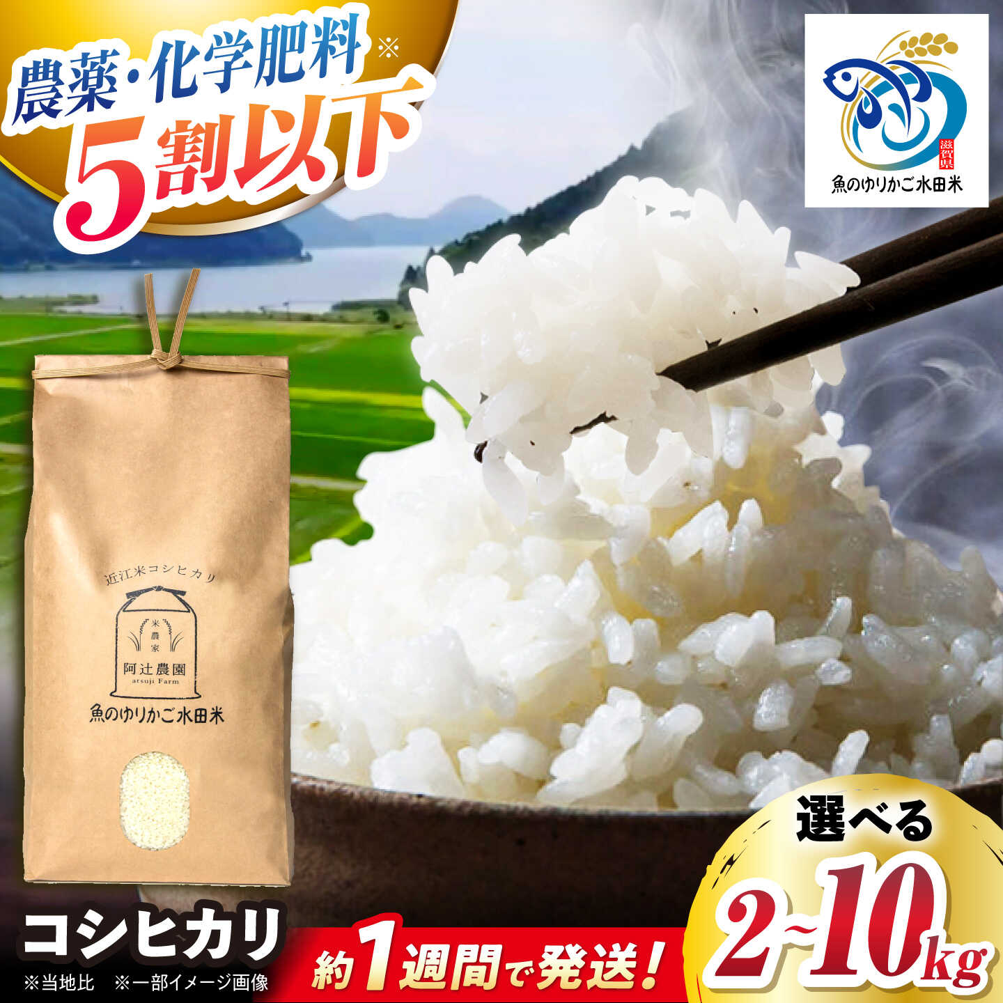 【ふるさと納税】【令和8年産 新米】 近江米 コシヒカリ 2kg〜10kg 魚のゆりかご水田米　長浜市/阿辻農園[AQAW003] コシヒカリ こしひかり 近江米 滋賀 水田 米 お米 白米 5kg 人気 おすすめ 5キロ ごはん ご飯 精米 おにぎり すぐ届く すぐ 届く スピード発送
