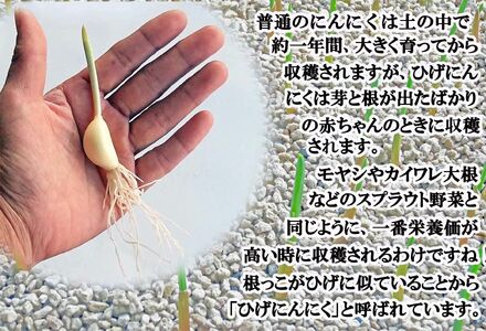 【発芽ひげにんにくと有精卵】 ひげにんにく玉 5袋（1袋60粒入） / にんにく卵黄 にんにく ニンニク にんにく玉 健康食品 / 佐賀県 / 日本にんにく[41AAAO005]