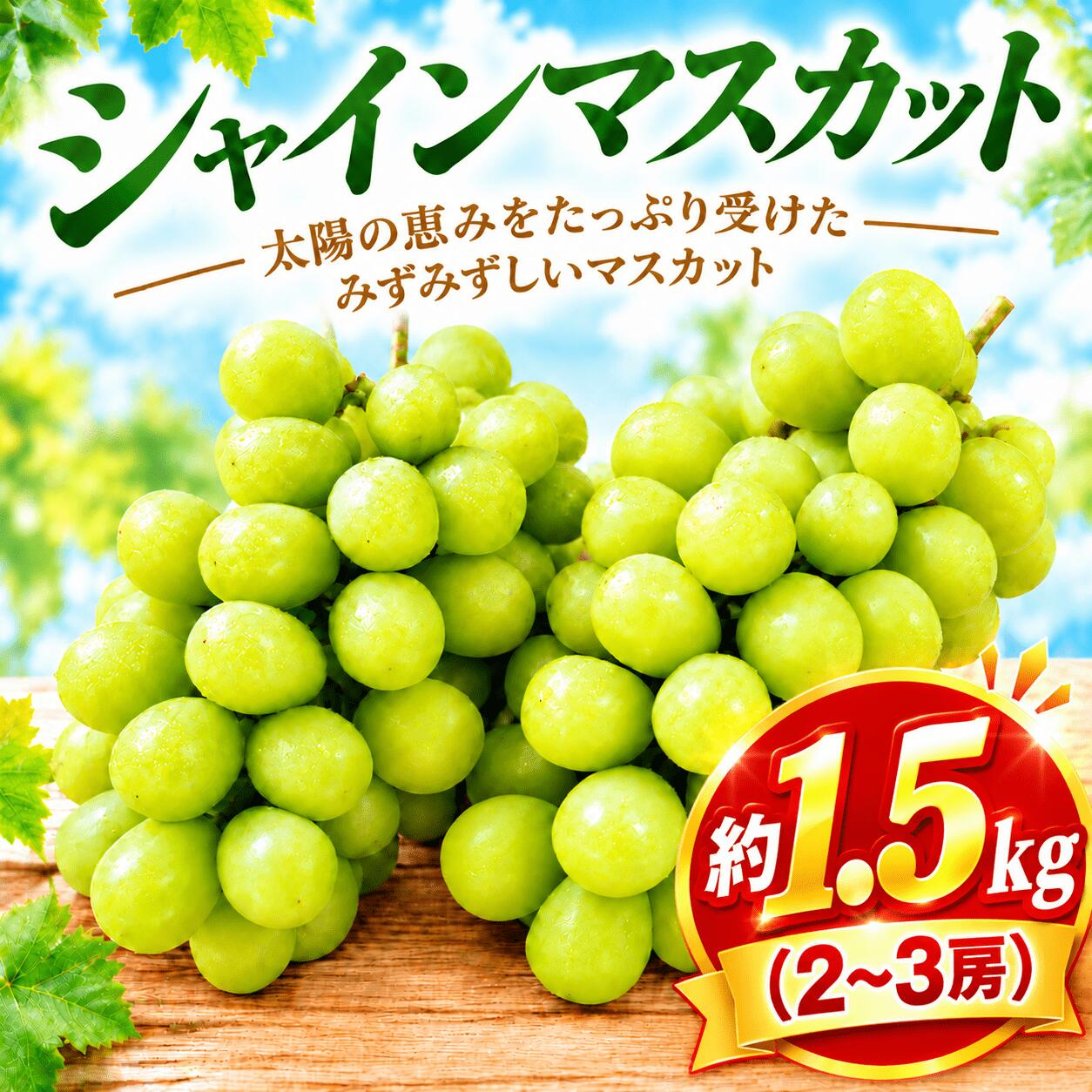 【ふるさと納税】 シャインマスカット 約1.5kg (2～3房) 訳あり 【現在発送中！】マスカット ますかっと 1.5キロ ぶどう ブドウ 葡萄 フルーツ ふるーつ 果実 数量限定 しゃいんますかっと 種無し タネなし プレゼント 産地直送 ふるさと納税限定 千葉県 香取市 BDS001_X2