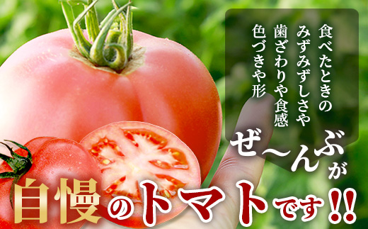 【先行予約】 たにぐちファーム とりこになるトマト【3.5kg以上×3回定期便】【2025年12月から出荷】 Ricotomato トマト C-84