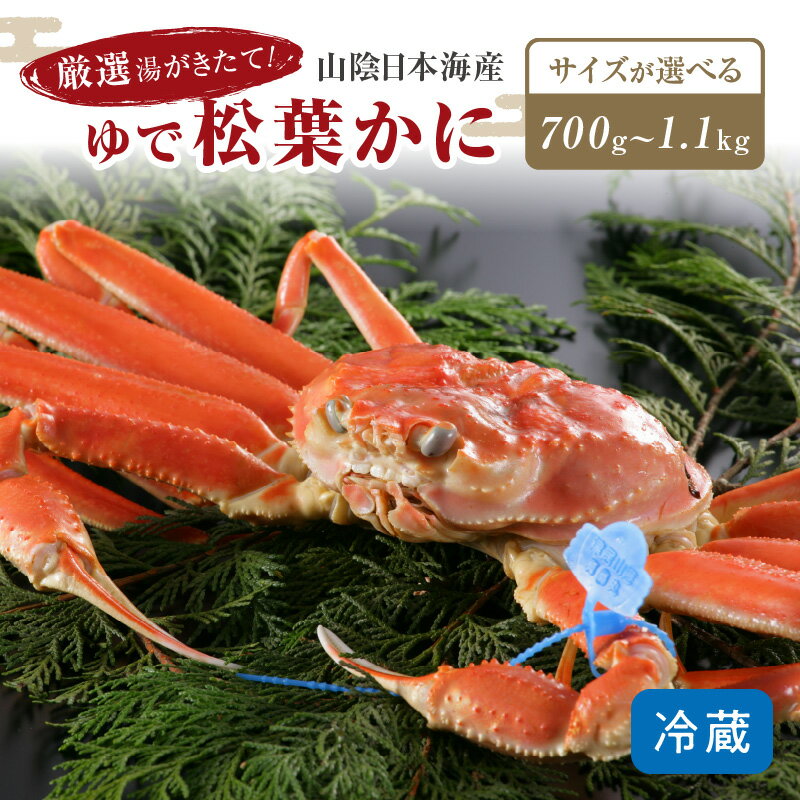 【ふるさと納税】かに卸問屋がお届け・自社釜ゆで！山陰沖ゆで松葉がに／北畿水産 選べる サイズ 700g～800g 中大サイズ 800g～900g 大サイズ 900g～1kg 特大サイズ 1kg～1.1kg 超特大サイズ 選べる 配送時期 11月 12月 1月～3月発送