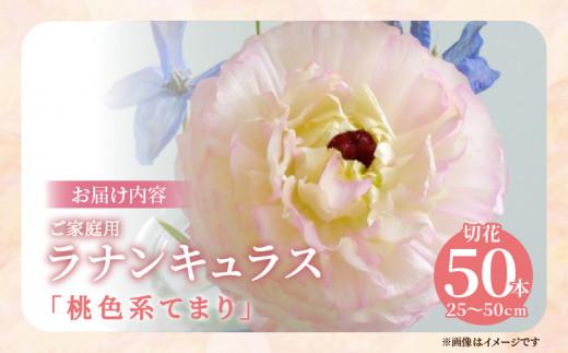 ご家庭用 ラナンキュラス「桃色系てまり」切花 切花50本(長さ25～50cm)【2025-1月中旬～2025-4月上旬配送】