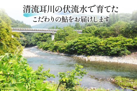 鮎 冷凍 こだわりの鮎 約1kg [あゆの是則 宮崎県 日向市 452060318]  あゆ アユ 魚 魚介 川魚 塩焼き 甘露煮 冷凍