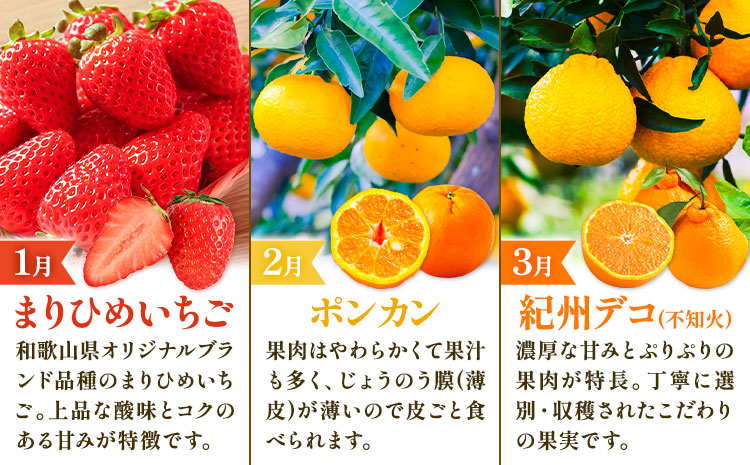 【発送月固定定期便】紀州和歌山県産 旬のフルーツ (いちご・ポンカン・紀州デコ) 全3回 Mセット 魚鶴商店《1月上旬-3月下旬頃出荷》 和歌山県 日高町 まりひめ いちご ポンカン 紀州デコ 不知火