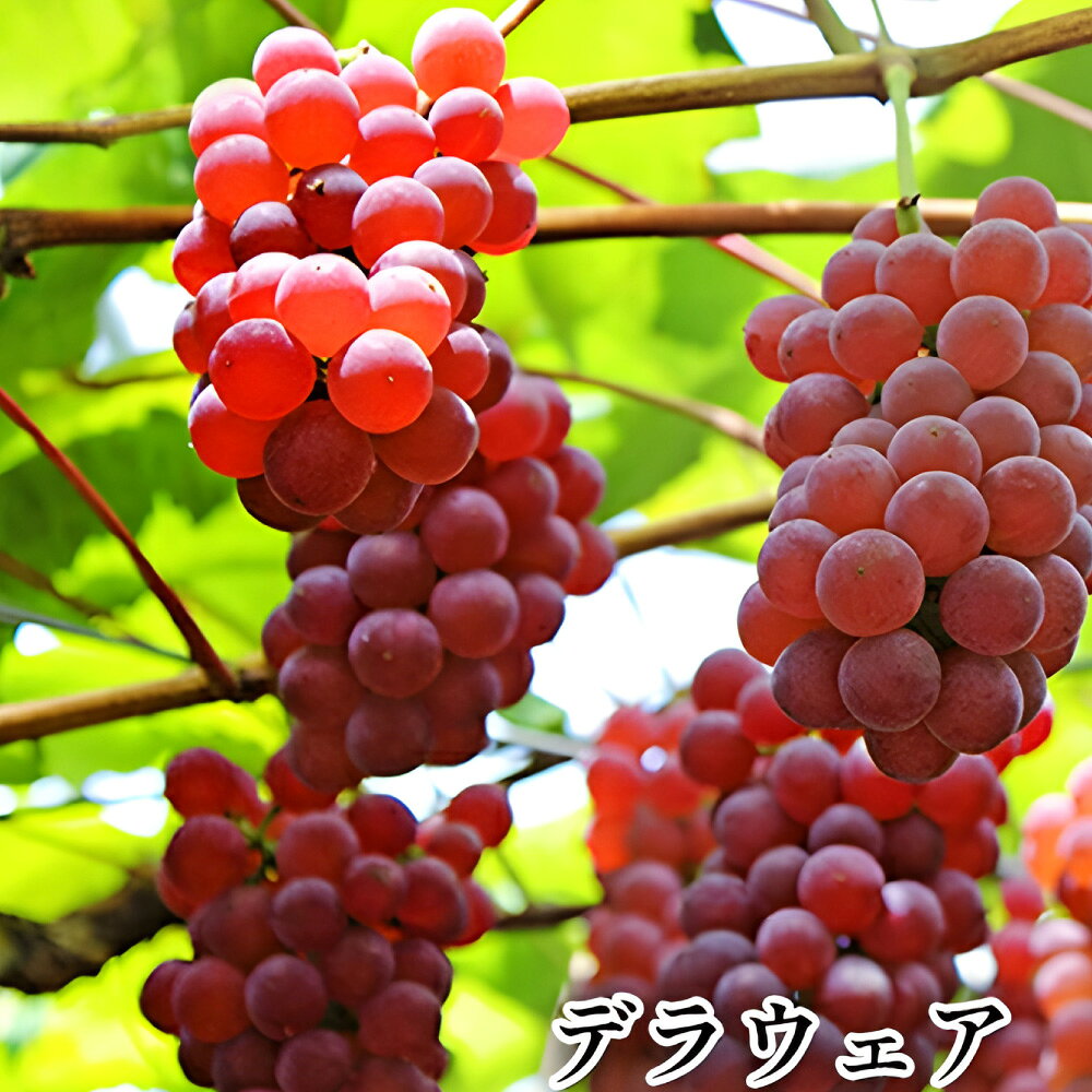 【ふるさと納税】デラウェア 約 2kg / 3kg 果物類 フルーツ 果物 ブドウ デザート おやつ 食後 山梨県産 【2026年7月下旬～8月下旬まで順次発送予定】 山梨県 身延町 送料無料
