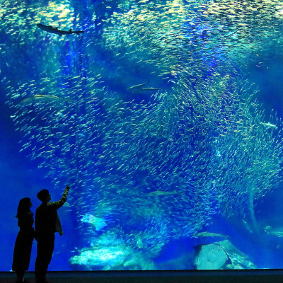 
アクアワールド茨城県大洗水族館　貸切1時間プラン(オーシャンホールにイルカが遊びに来る)【1424654】
