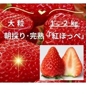 【1月より順次発送】完熟・採れたてイチゴ「紅ほっぺ」中～大粒1.2kg(300g×4P)【配送不可地域：離島・北海道・沖縄県・東北・中国・四国・九州】【1694690】