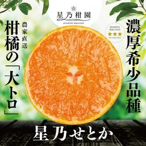【三つ星ブランド】星乃せとか(3kg)【D45-93】【1625776】