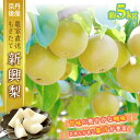 【ふるさと納税】【先行予約／数量限定50】京都丹後産 新興梨 5kg（2025年10月下旬～発送） 国産 ふるさと 納税 梨 なし ナシ 5kg ふるさと 納税 先行予約 期間限定 ふるさと 納税 新興 赤梨 送料無料