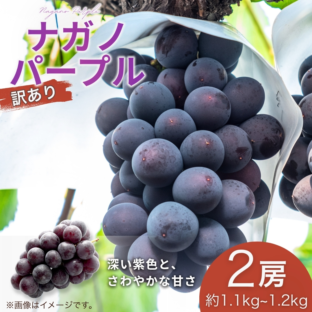 訳あり ナガノパープル 約1.1~約1.2kg(約550g~約600g×2房） | 果物 フルーツ ぶどう 葡萄 ブドウ 種無し 種なし 皮ごと 千曲市 長野県 信州