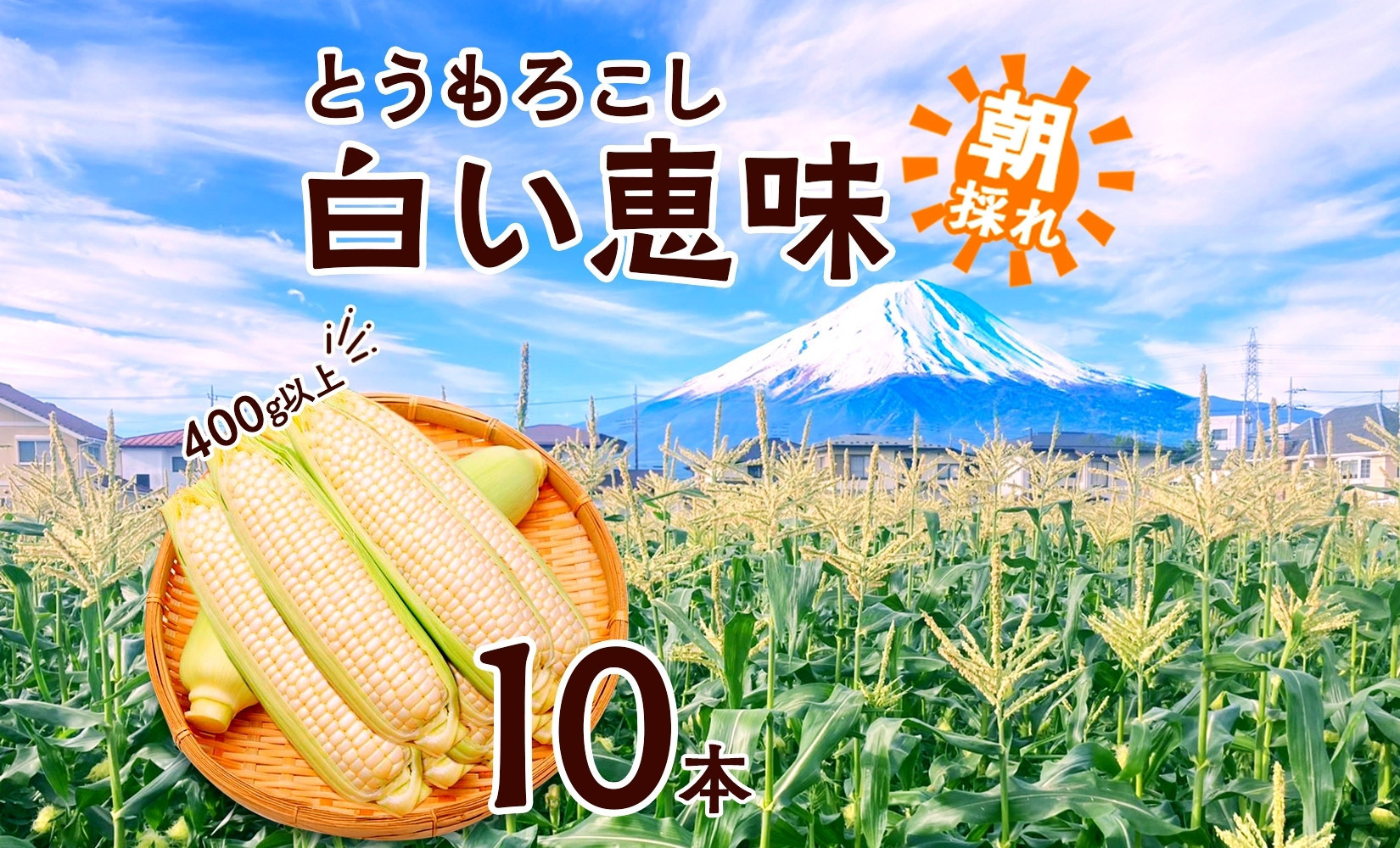
            とうもろこし 白い恵味 ホワイト 400g以上×10本 計4kg以上 高糖度 トウモロコシ スイートコーン 玉蜀黍 白 夏野菜 ジューシー 野菜 おやつ 甘い 旬 産地直送 送料無料 湖南野菜出荷組合 山梨県 富士河口湖町
          