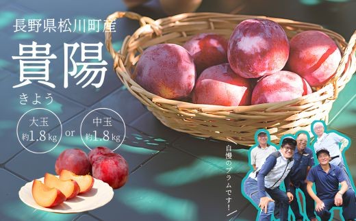 
                  高級プラム 貴陽 贈答（松川町産）約1.8kg 大玉 or 中玉 ／ 2026年8月上旬頃～発送予定//長野県 南信州 松川町 プラム すもも 高級フルーツ 希少 贈答 産地直送 農家直送 新鮮 数量限定 KP01 KP02
                