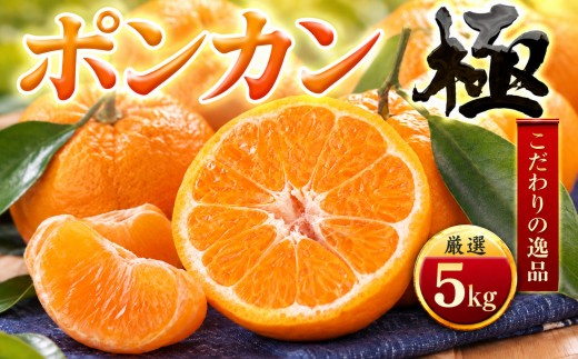 ＜太陽をたっぷり浴びた＞ポンカン＜極＞5kg＜C49-55＞【1509752】 YWTZ047