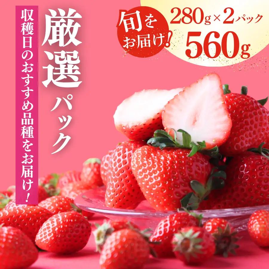 いちご【2027年発送】厳選 2パック×280g 完熟いちご