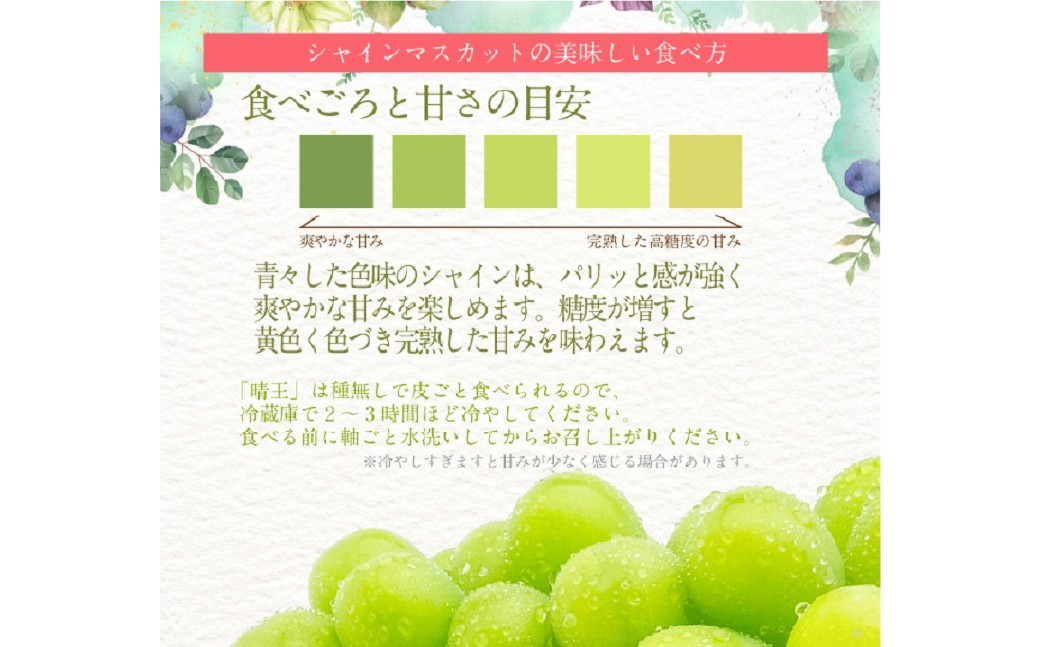 シャインマスカット 晴王 1房 約600g 3回 定期便