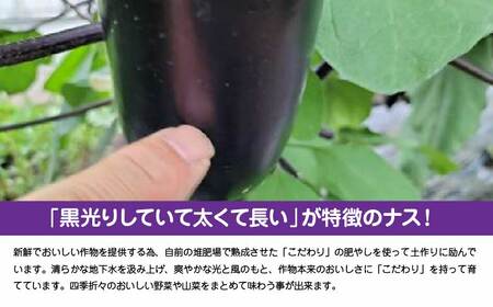 黒光りする太くて長いナス！ 約4800g　80P3204