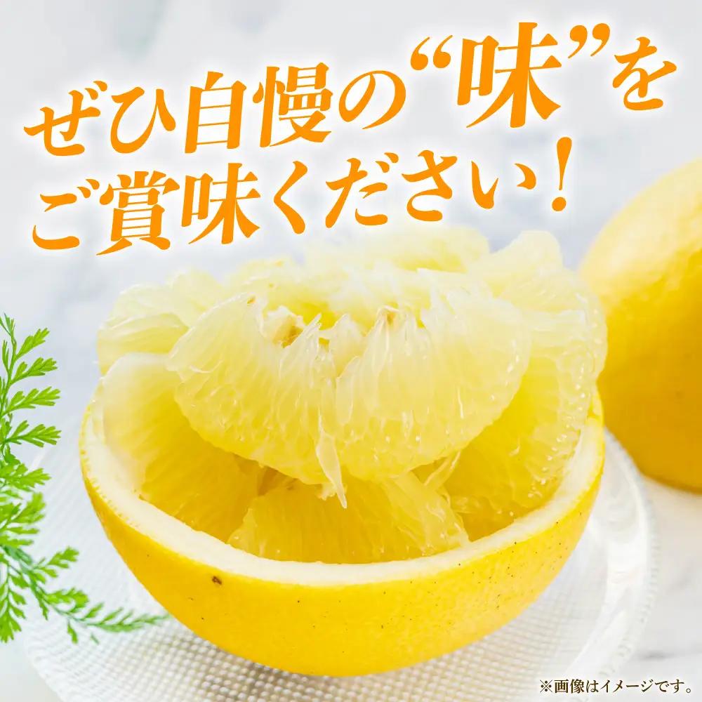 【先行予約】八代特産 晩白柚　秀Lサイズ 2玉 ばんぺいゆ 柑橘 【2026年12月上旬より順次発送】