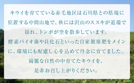 【先行予約】富山県産キウイ（ヘイワード）約1kg（８～12玉）＜12月中旬以降順次発送＞  富山県 氷見市 果物 フルーツ キウイ