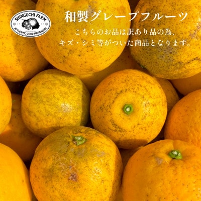 【老舗農家が見極めた】木成り完熟 訳あり 河内晩柑 6kg 愛媛フルーツ旬の柑橘【C70−83】【1625557】