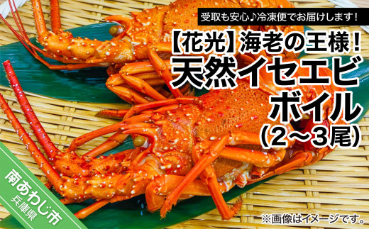 【受取も安心♪冷凍便】海老の王様！天然イセエビボイル（2尾～3尾）