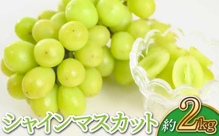 【先行予約】【2026年7月下旬～8月下旬頃順次発送予定】シャインマスカット 約2kg（3～5房）サンサンうきっ子宇城彩館