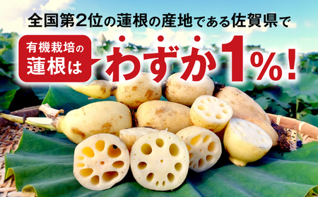 【2026年度発送分 先行予約】有機（オーガニック）泥付き蓮根2kg / 佐賀県 / 吉田農園 [41AHAE001]