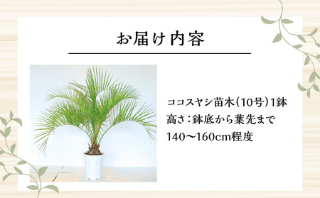 南国宮崎産 ココスヤシ 大（10号鉢) ココスヤシ 観葉植物 10号鉢