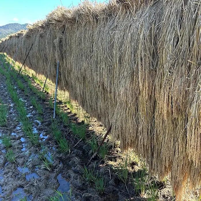 令和8年産 新米 古代緑米 計900g リトリートかるむ