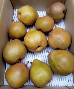 西洋梨（ゴールドラ・フランス）３.５ｋｇ　ご家庭用　0142-2614