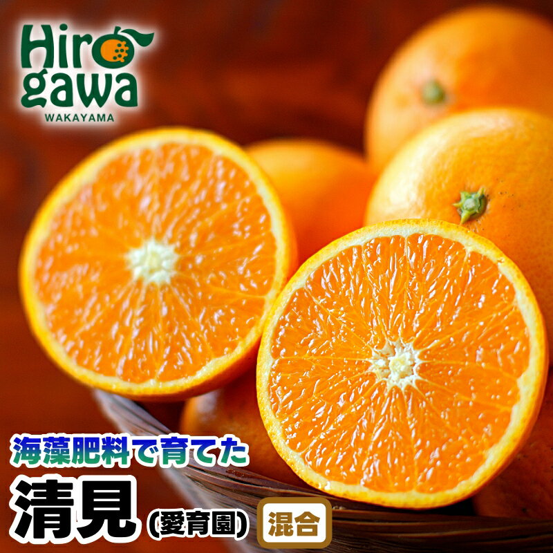 【ふるさと納税】 清見 オレンジ 10kg 16000円 海藻施用 手選果 ※3月中旬から4月中旬頃に順次発送 / きよみ 清美 柑橘 くだもの 果物 果実 フルーツ 和歌山 紀州 有田 //hassaku