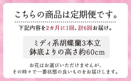 【定期便】胡蝶蘭 お楽しみ定期便【年6回】《糸島》[AND003] 胡蝶蘭 お祝い ギフト 贈答 洋蘭 開店祝い 新店 祝い 白 3本