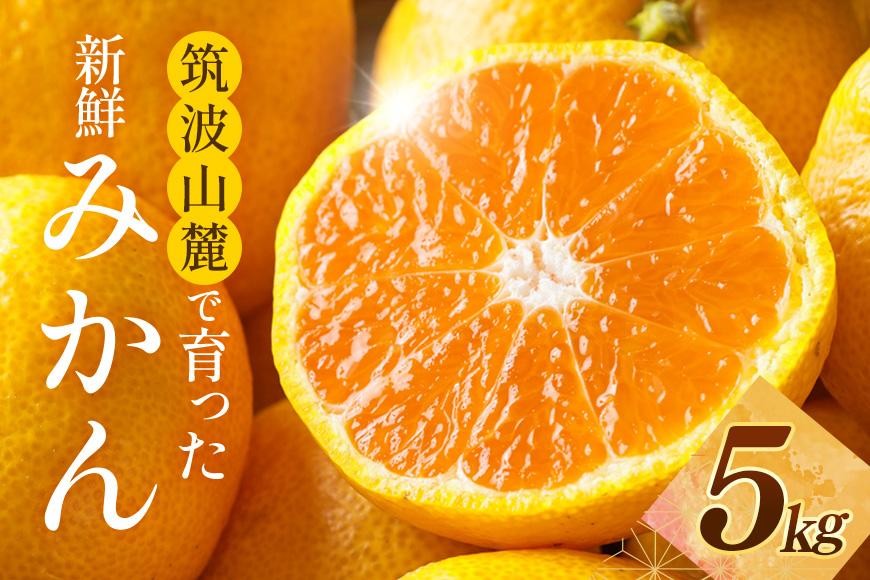 
                  【2026年先行予約】筑波山麓で育った新鮮ミカン5kg みかん ミカン フルーツ 果物 くだもの 茨城県 石岡市 A42-001
                