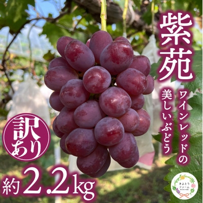 
                  ＜2026年先行予約＞訳ありご家庭用 懐かしい味わいの葡萄「紫苑(しえん)」/約2.2kg(岡山産)【1602179】
                