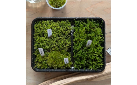 ＜テラリウム用＞苔弁当 (苔のみ)【1778159】