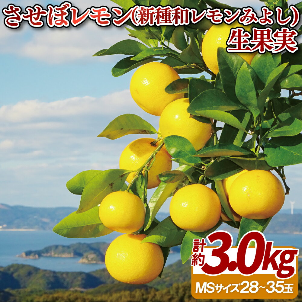 【ふるさと納税】【大人気！】させぼレモン（新種和レモンみよし)生果実 ｜ 新鮮 レモン れもん 檸檬 柑橘 フルーツ ふるーつ 果物 くだもの 農家直送 産地直送 期間限定 常温 国産 九州 長崎