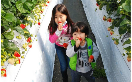 絢音ベリー農園 恋みのり いちご 1kg （250g× 4P） 先行予約【2026年12月上旬発送開始】 熊本県 高級 フルーツ ギフト 厳選 希少