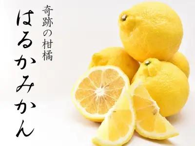 はるかみかん 6kg 訳あり みかん 和歌山県海南市より農園直送 2027年3月から4月中旬頃順次発送［Mg29］