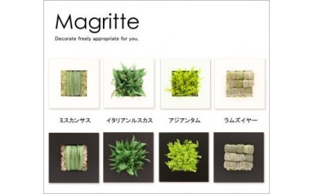 プリザーブドフラワー マグリット ミスカンサス×ホワイト