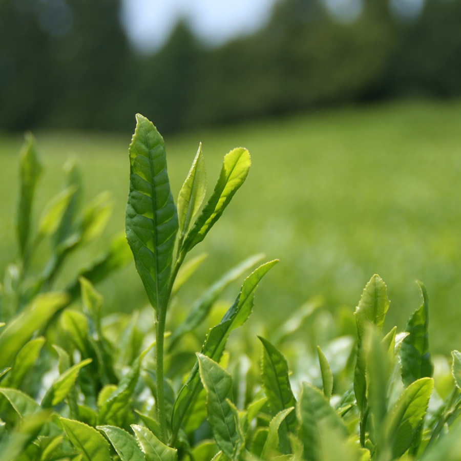 抹茶詰合せ3缶化粧箱入