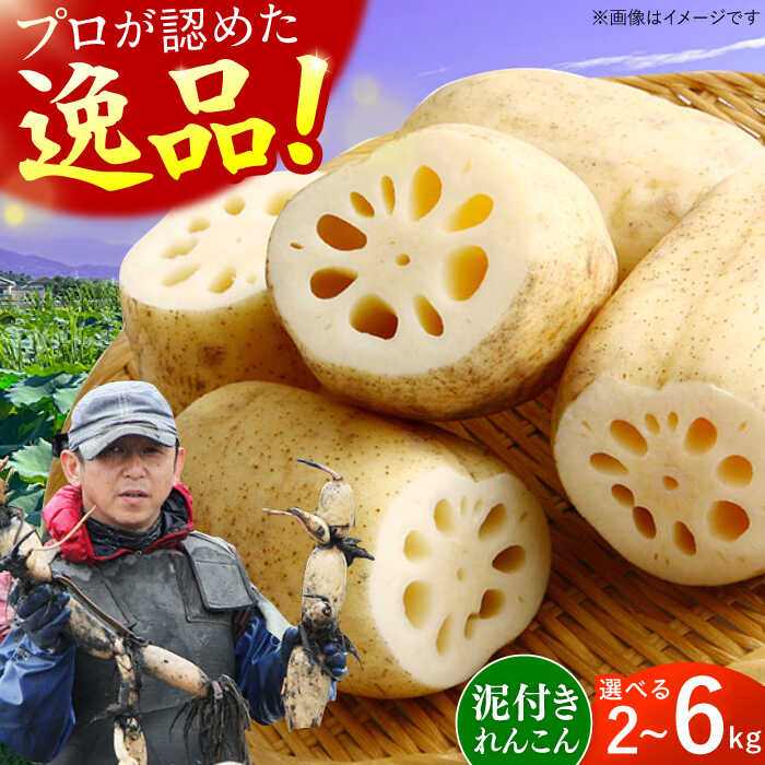 【ふるさと納税】【選べる単品・定期便】田島屋れんこん 2kg-6kg（泥付き） / れんこん レンコン 蓮根 佐賀県産 白石町産 / 佐賀県 / 田島屋れんこん [41ASDA001]
