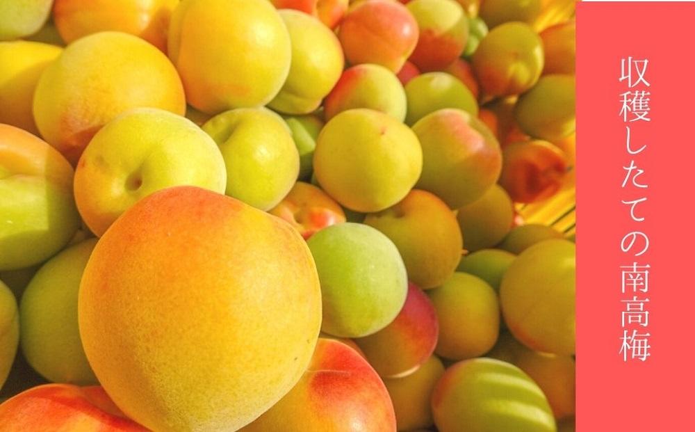 はちみつ梅　ぽってり特選（400ｇ）紀州南高梅【梅農家手づくり梅干】