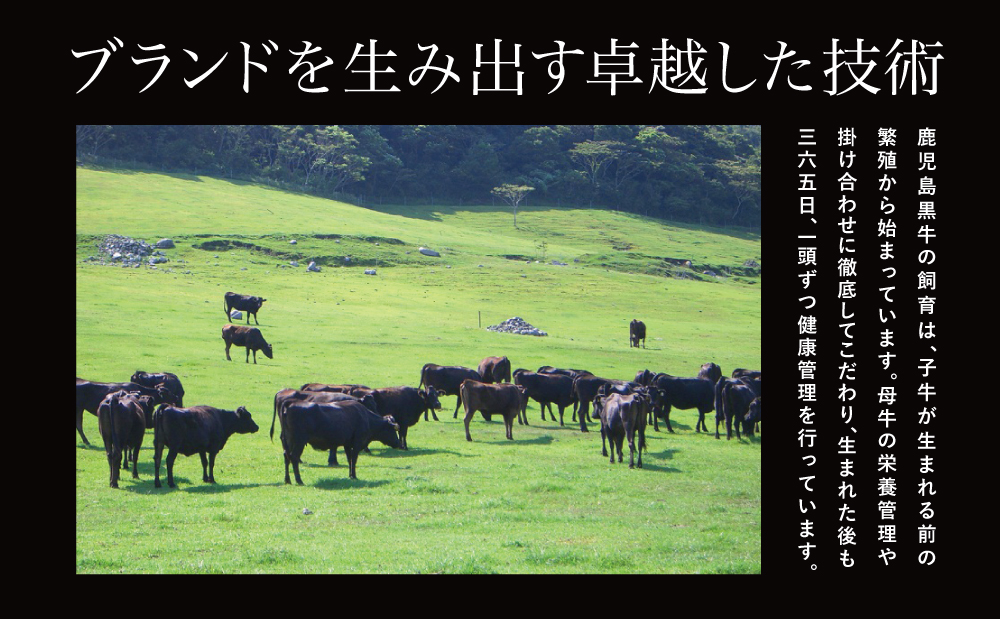 【JA食肉かごしま】鹿児島黒牛定期便（全6回） 和牛日本一の「鹿児島黒牛」お肉 ステーキ すき焼き しゃぶしゃぶ グルメ お取り寄せ 国産 黒毛和牛 牛肉 定期便