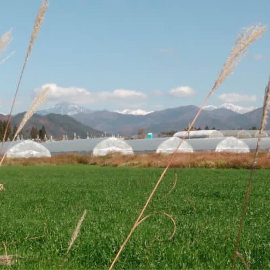 ＜拳＞食味コンクール3年連続『特別優秀賞』特別栽培米「こしひかり」飛騨う米『頂』（特撰）5kg【3ヵ月定期便】11月開始