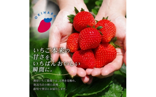 澳原さんの「スカイベリー」 560g (280g×2P)| 栃木県共通返礼品 矢板市産 いちご 果物 フルーツ 栃木県下野市