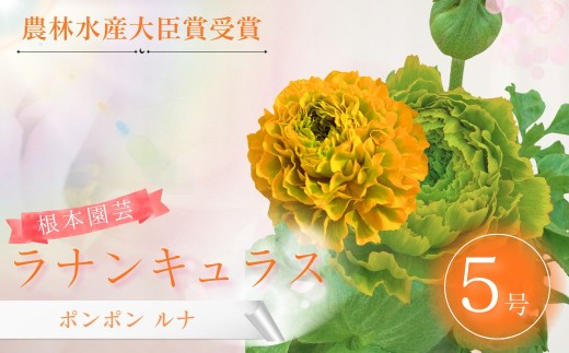 【先行予約】ラナンキュラス ポンポン ルナ 5号鉢 | 花 お花 ラナンキュラス 黄色 イエロー オレンジ 5号 花ギフト フラワーギフト 鉢植え ギフト プレゼント 根本園芸  ラナンキュラス らなんきゅらす aj017-ac