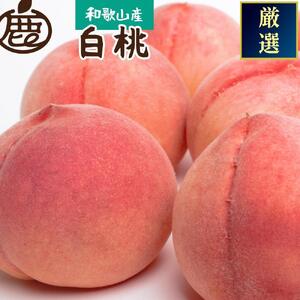 ＜7月発送＞和歌山の厳選白桃 約0.75kg［白鳳・清水白桃・川中島・もも・はくとう］［化粧箱入り］［IKE15］
