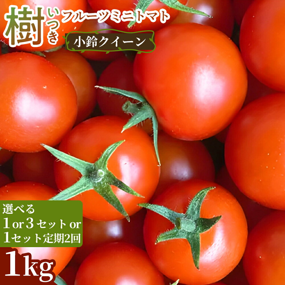 【ふるさと納税】《先行予約》樹（いつき）フルーツミニトマト（小鈴クイーン）1kg 1セット 3セット 定期便 甘い野菜 デザート感覚 おやつ スイーツ感覚 サラダ用 そのまま食べる 旬 家庭用 贈り物 お取り寄せ 産地直送 愛知県 豊橋市